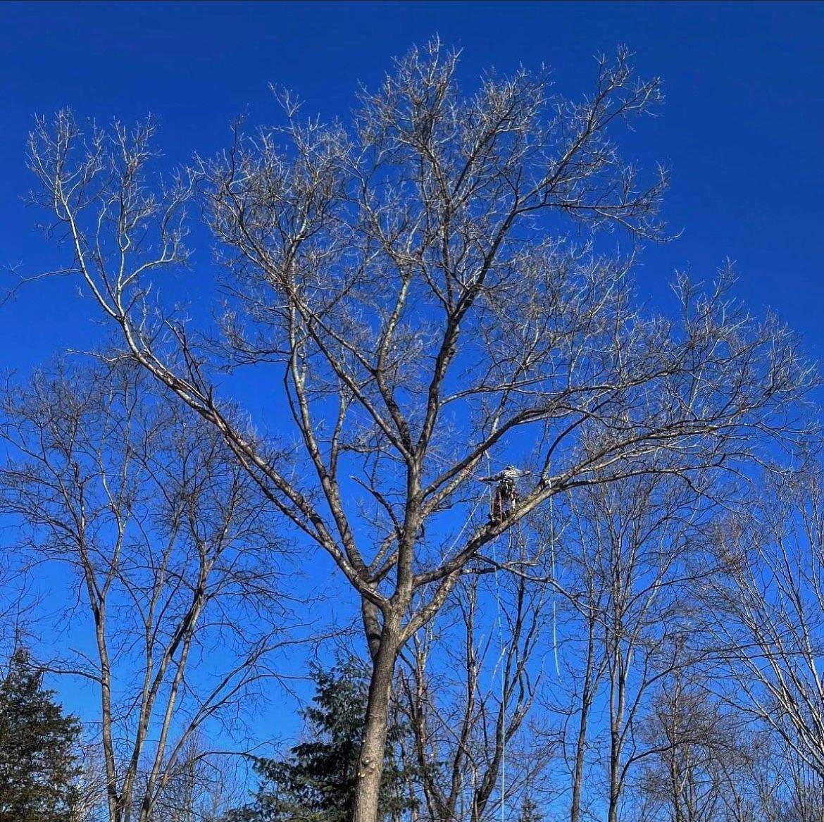 Tree Pruning — Cutting a Tree Branch in Poughkeepsie, NY