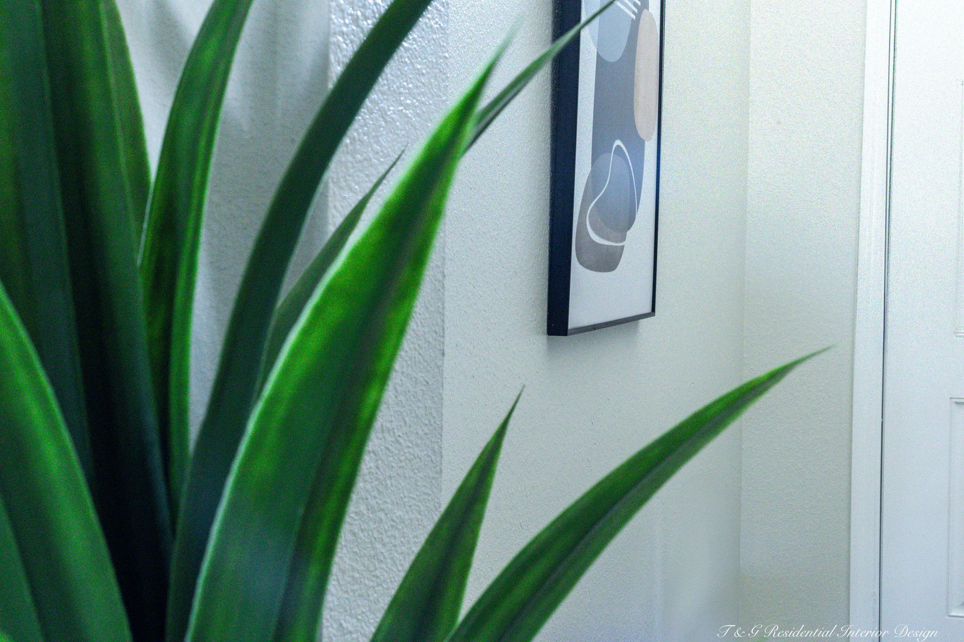 Close-up of a green plant with long, pointed leaves in front of a white wall with a framed abstract art piece.