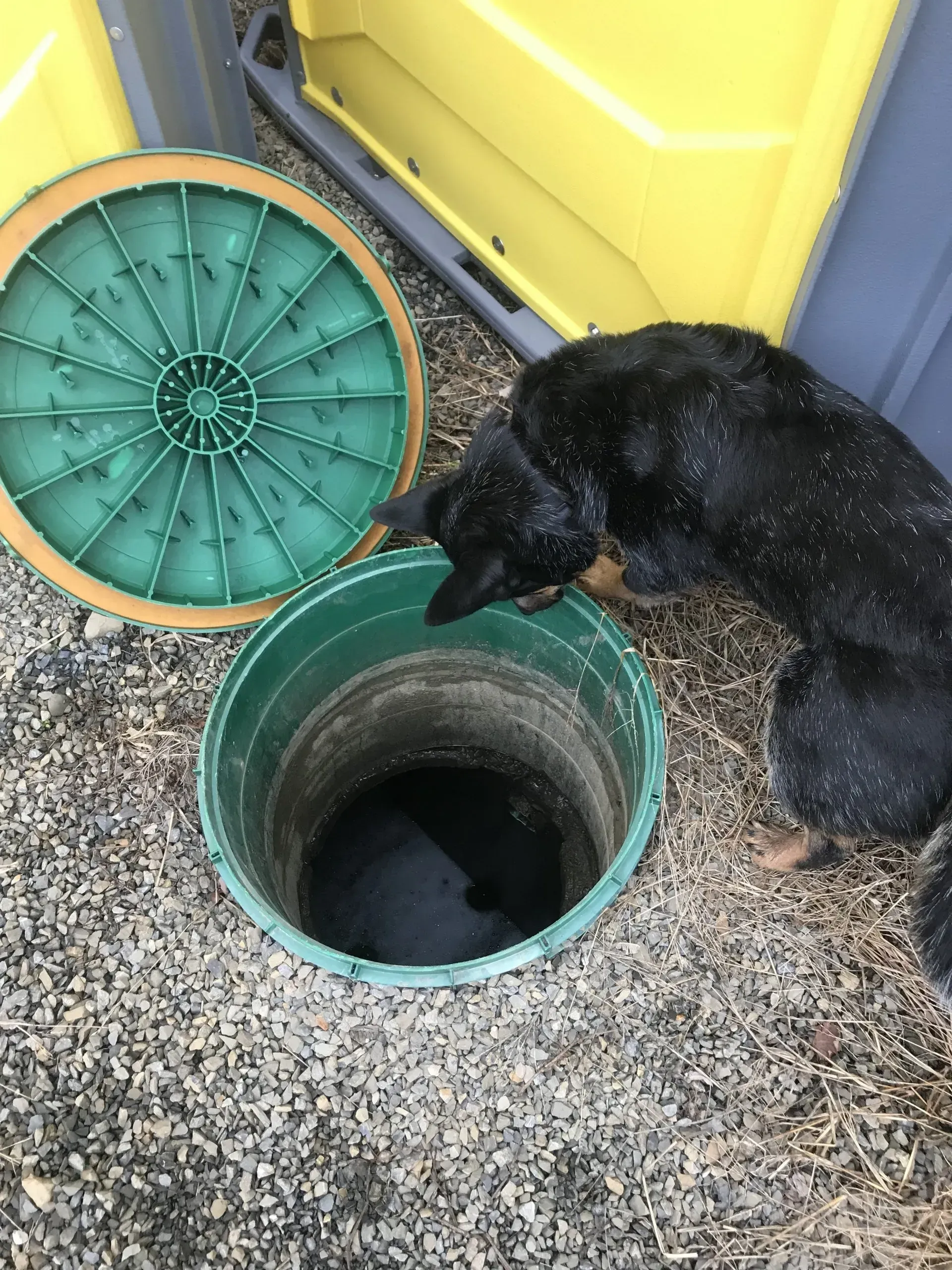 Black dog sniffing an open green utility hatch beside a yellow bin lid on gravel