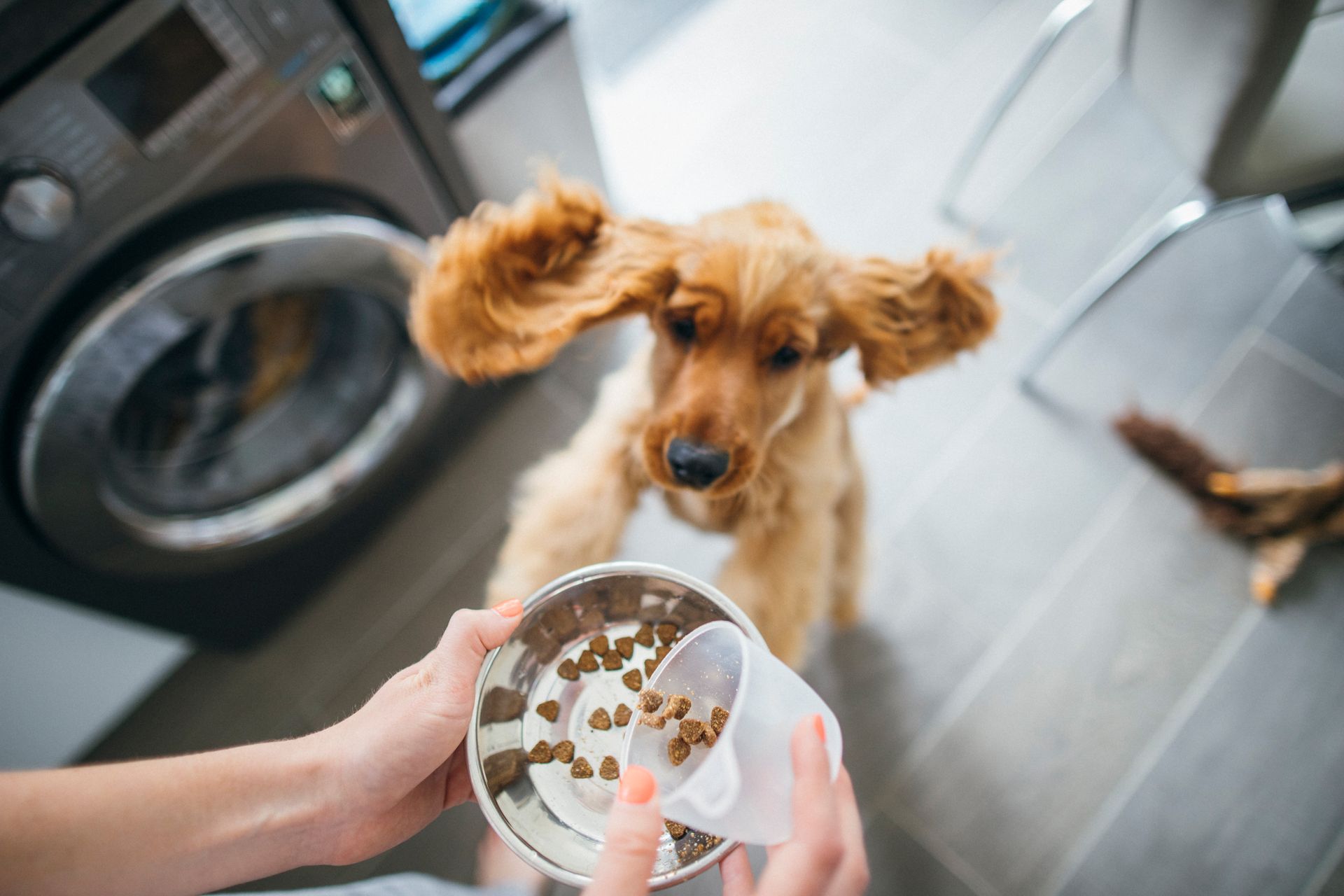 dog jumping for food bowl