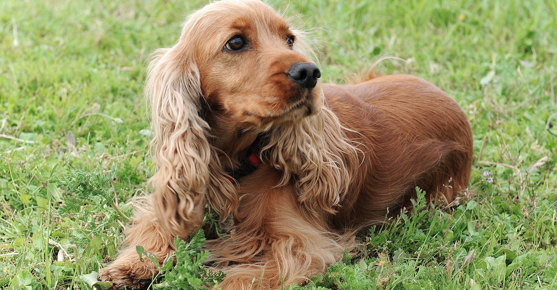 Established home boarding for dogs in Bedford