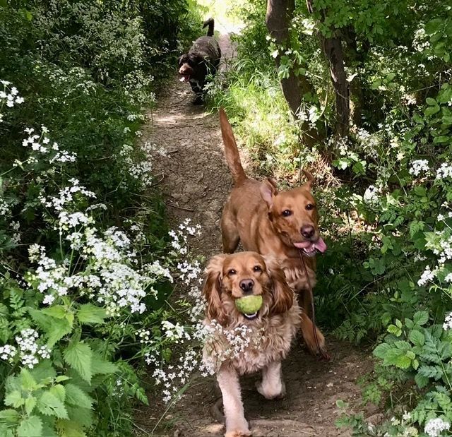 Two dogs running on a flower-lined forest path, one carrying a tennis ball.