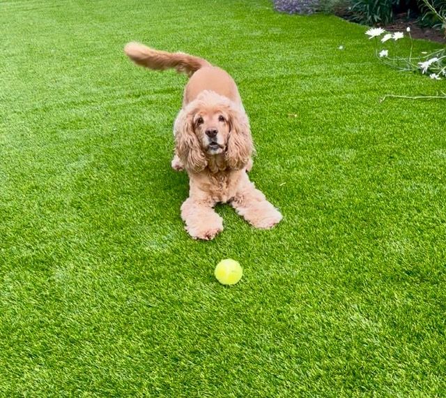 Tan curly brown dog crouching on grass with a yellow tennis ball nearby