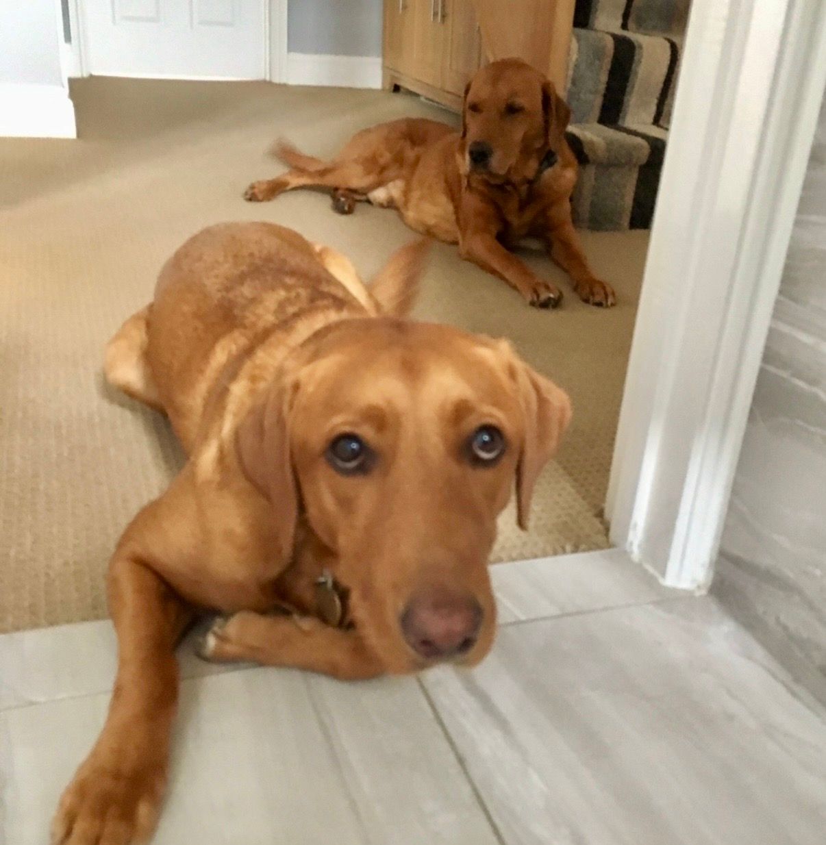 Two golden-brown dogs lying indoors on a hallway floor, looking at the camera.