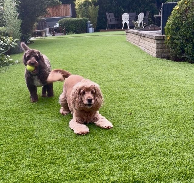 Two dogs on a lawn, one tan lying down and one dark dog holding a tennis ball.