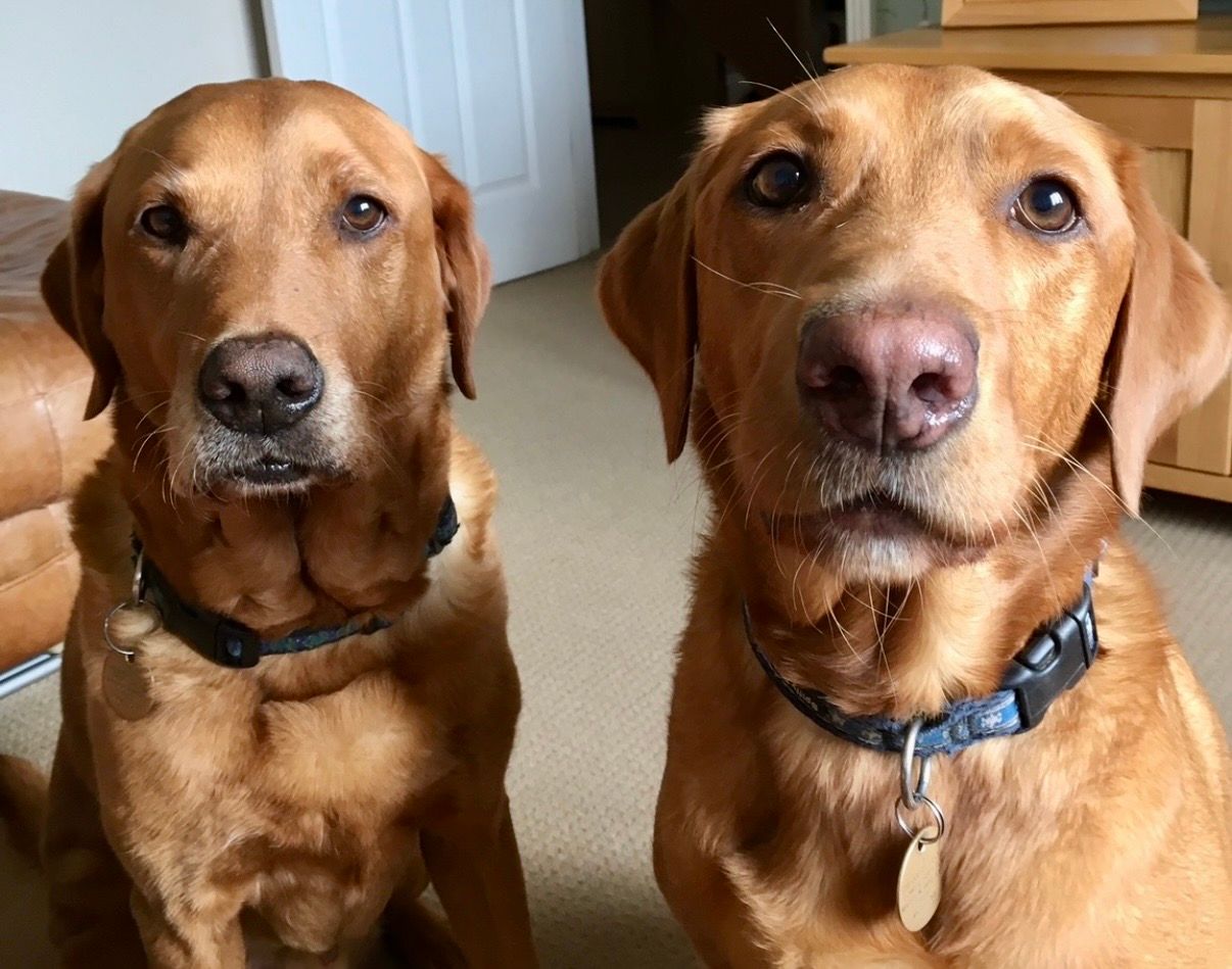 Two brown dogs sitting indoors, facing the camera, wearing collars.