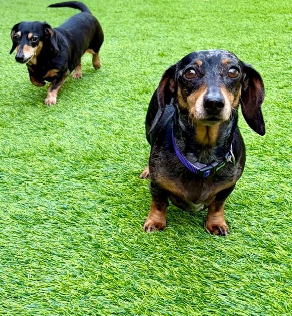 Two black-and-tan dachshunds standing on bright green grass, one in front and one behind.