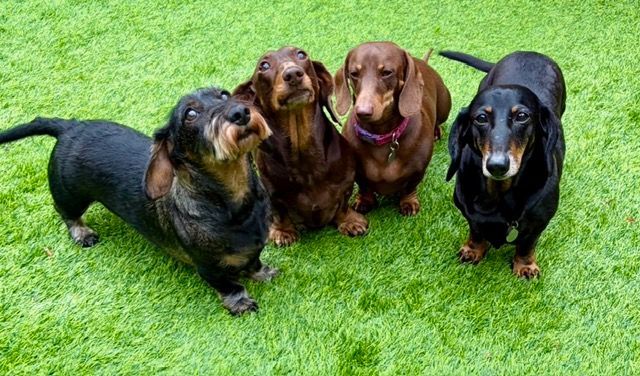 Four dachshunds sitting on green grass, looking at the camera.