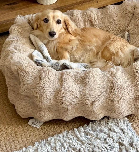 Golden long-haired dog лежs in a fluffy beige bed, looking at the camera in a cozy room.