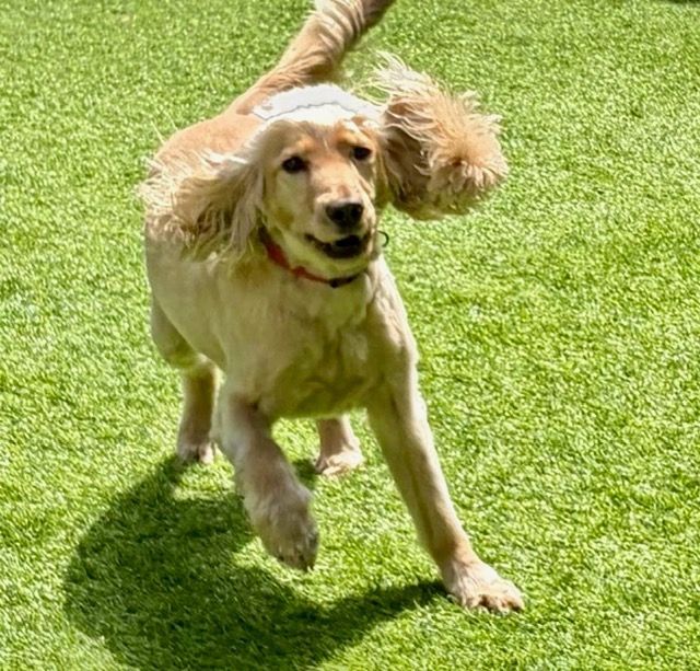 Golden retriever running across green grass, ears flapping, in bright sunlight
