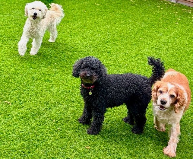 Three small dogs—white, black, and brown—standing on bright green grass.