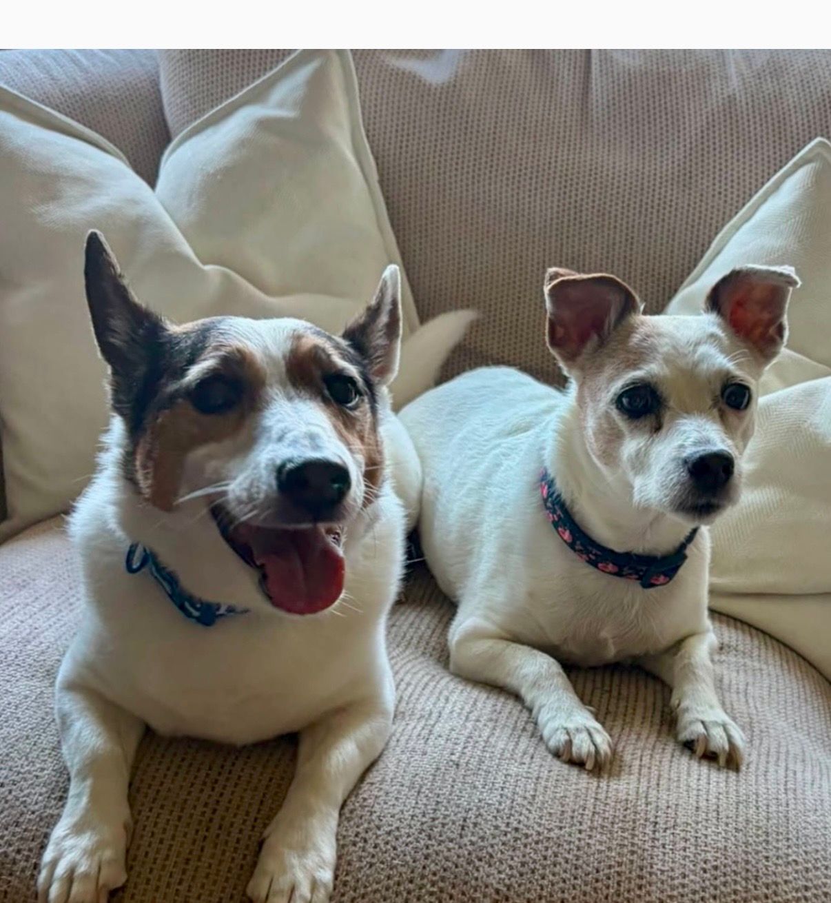 Two small dogs sitting on a beige couch with pillows, one panting with tongue out.