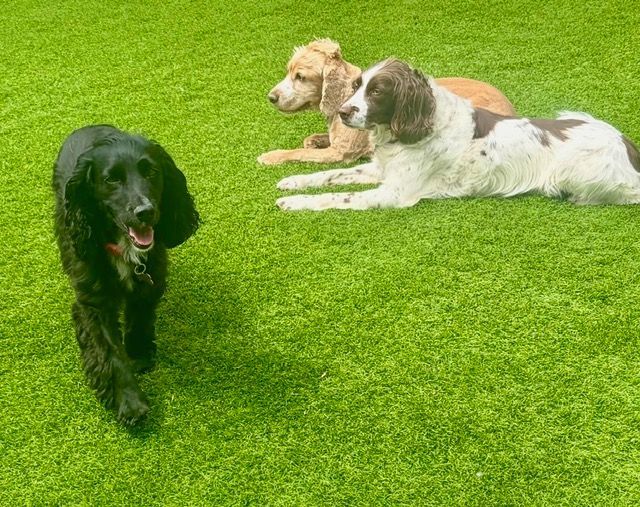 Three dogs lying and walking on bright green grass outdoors.