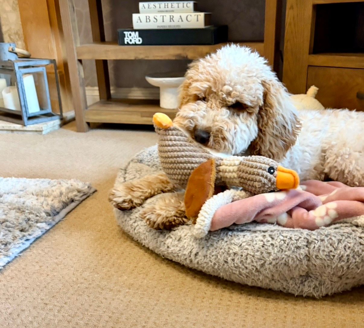 Curly-haired dog lying on a beige bed with a toy in a cozy living room