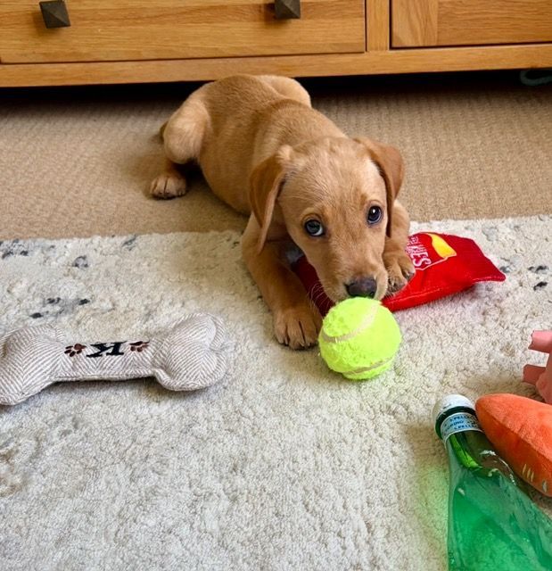 Small tan puppy lying on a rug, holding a neon green tennis ball, with toys nearby.