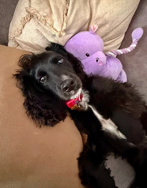 Black dog with a red collar лежing on a couch beside a purple stuffed bunny.