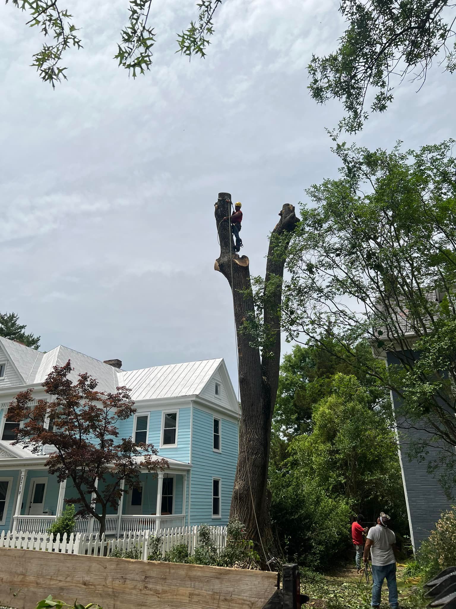 tree removal collins ms, arborist in collins ms, hattiesburg tree service