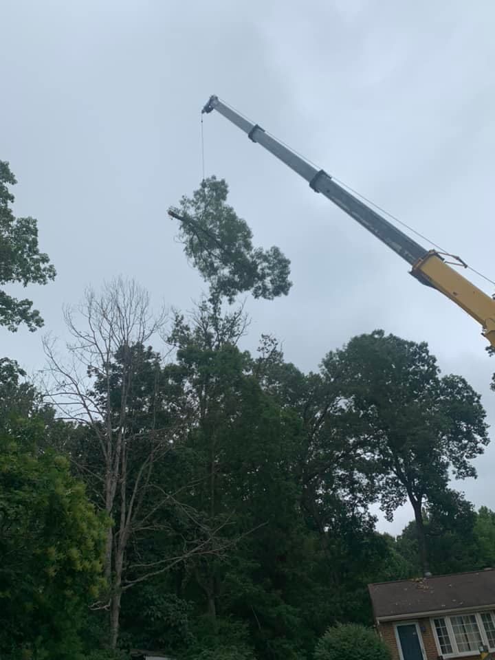 tree assessments, tree care, tree maintenance, arborist in new augusta, tree removal new augusta ms