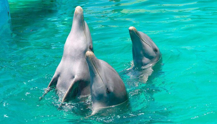 Interacción única con delfines en aguas cristalinas de Isla Margarita.