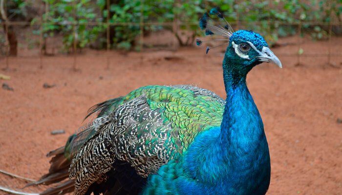 Laberinto Tropical: exuberante flora y fauna en un oasis de diversión en Margarita.