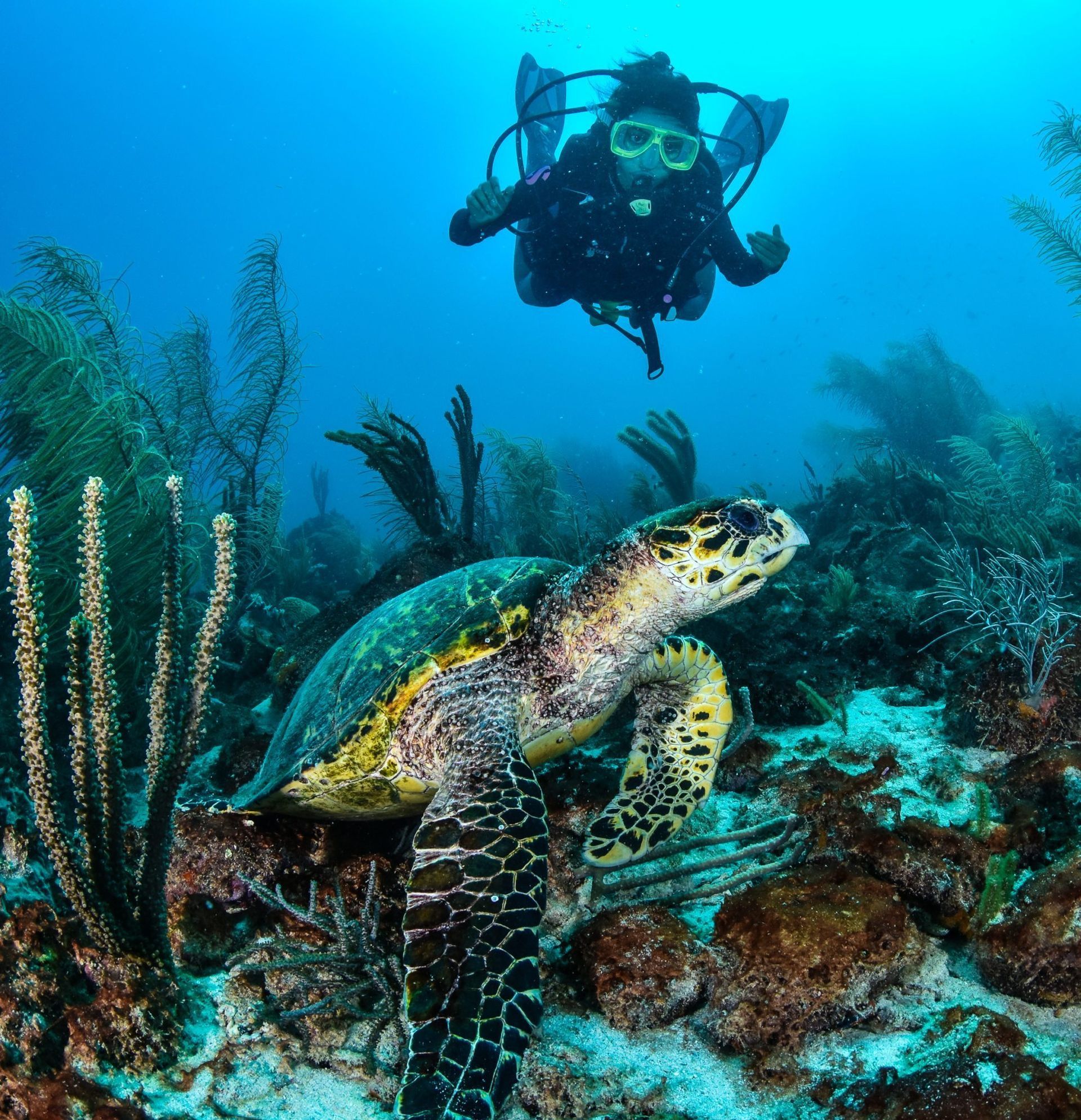 Buceo en Los Roques, explorando la vida marina con tortugas y arrecifes de coral en aguas cristalinas.