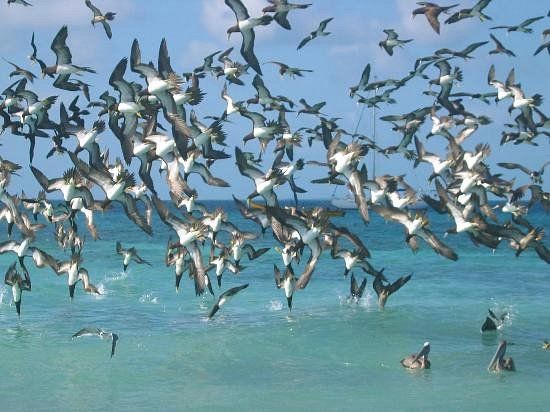 Gaviotas en la playa de Los Roques, con una en pleno vuelo sobre el mar tranquilo y cielo despejado.