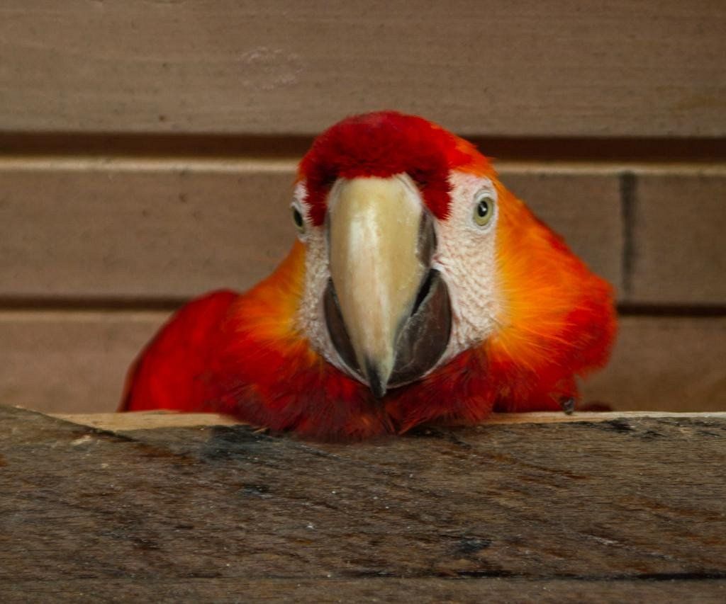 Guacamayo escarlata en Los Roques, mostrando su plumaje vibrante de colores rojo, amarillo y azul.