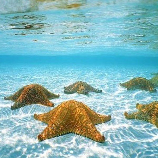 Rabusqui en Los Roques, con estrellas de mar en aguas cristalinas y un entorno marino natural, ideal para el ecoturismo.