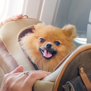 Animal Hospital — Cute Dog Inside a Pet Travel Bag in Brenham, TX