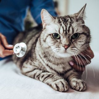 Pet Emergency — Veterinarian Checking Up  a Cat in Brenham, TX