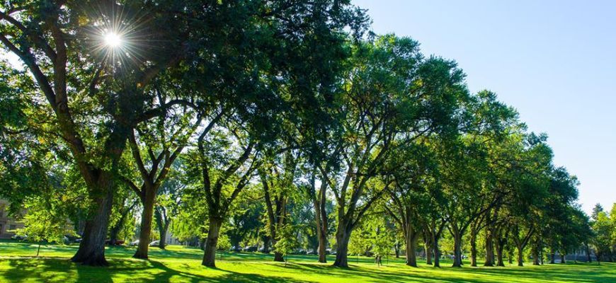  kelowna Tree service