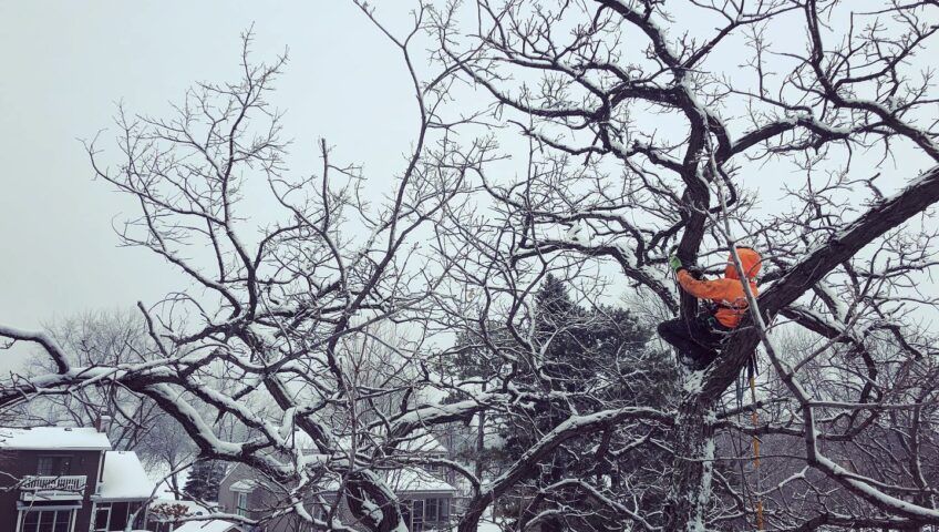 tree trimming in winter