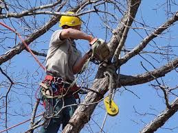 Kelowna arborist 