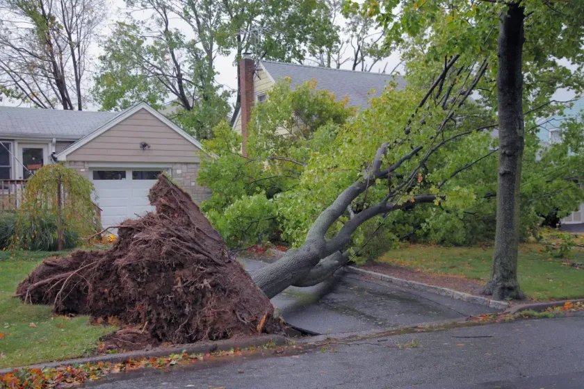 fallen tree from storm in kelowna