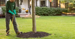 trees fertilized in Kelowna backyard