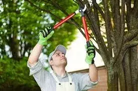  pruning tree 