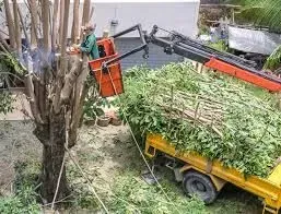 trees being hauled away 