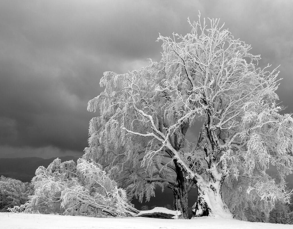 tree downed by winter storm