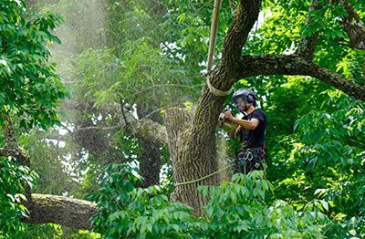 Kelowna Tree Masters arborists performing a tree removal