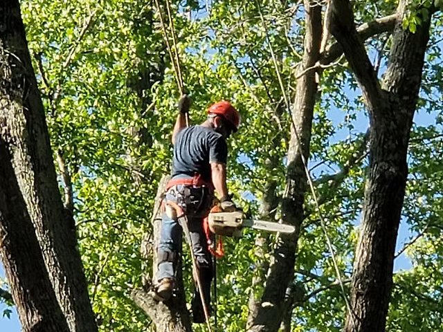 Tree Worker climbing down tree