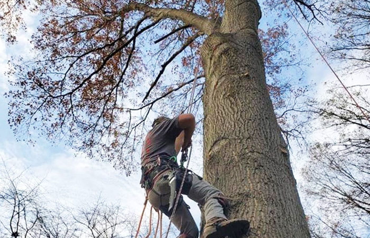 Kelowna tree masters employee scaling tree for trimming 