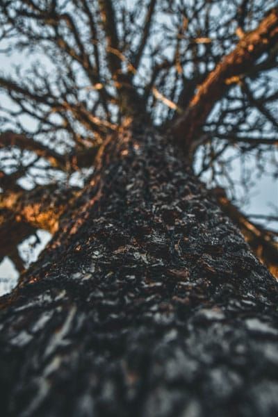 tree after a lightning strike