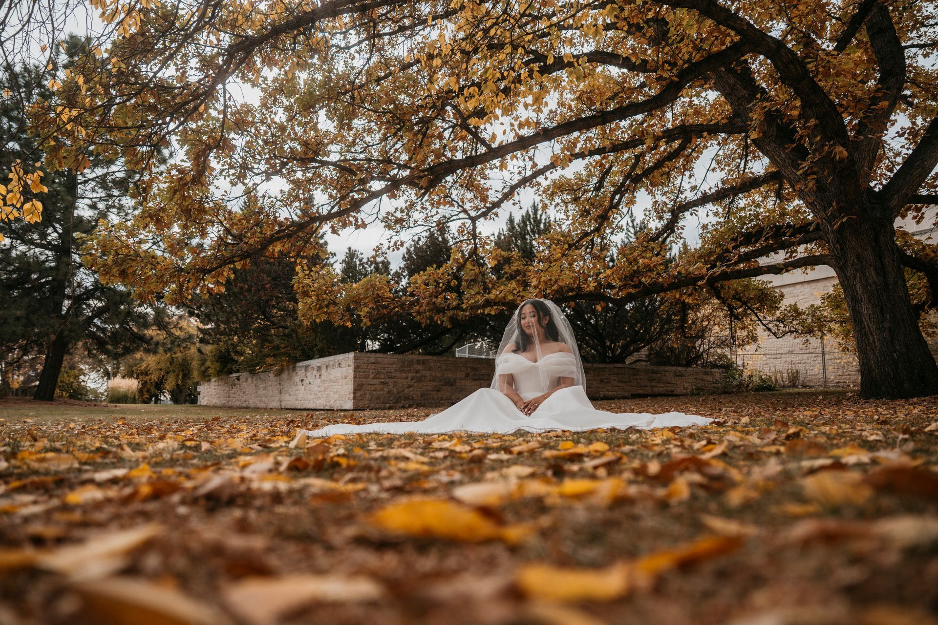 Bride in white dress and veil sits on the ground covered in autumn leaves, under a tree with golden foliage.