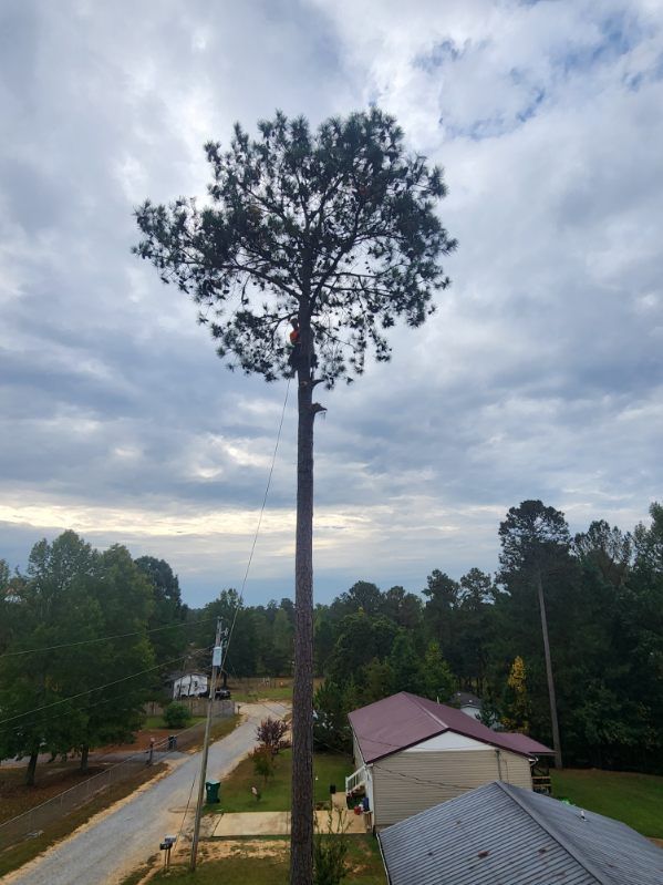 A large pine tree is being cut down in front of a house.