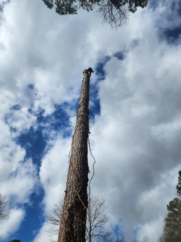 A tall tree with a blue sky and clouds in the background