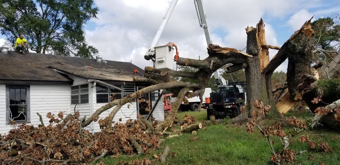 A crane is cutting a tree in front of a house.