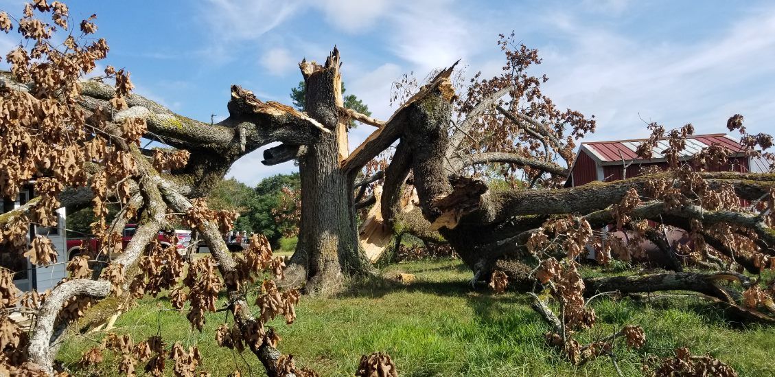 A fallen tree in a field with a house in the background.