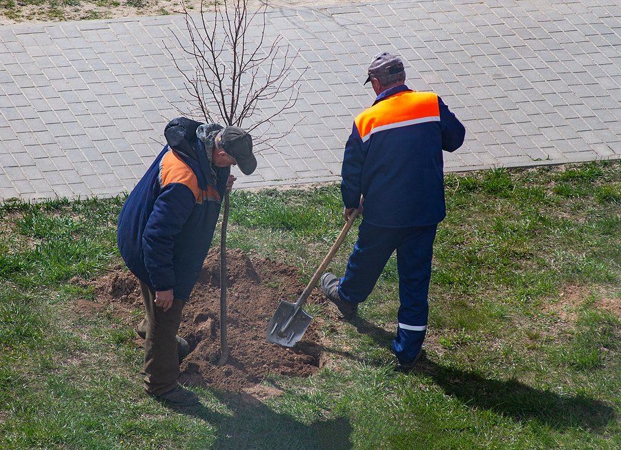 two men planting tree