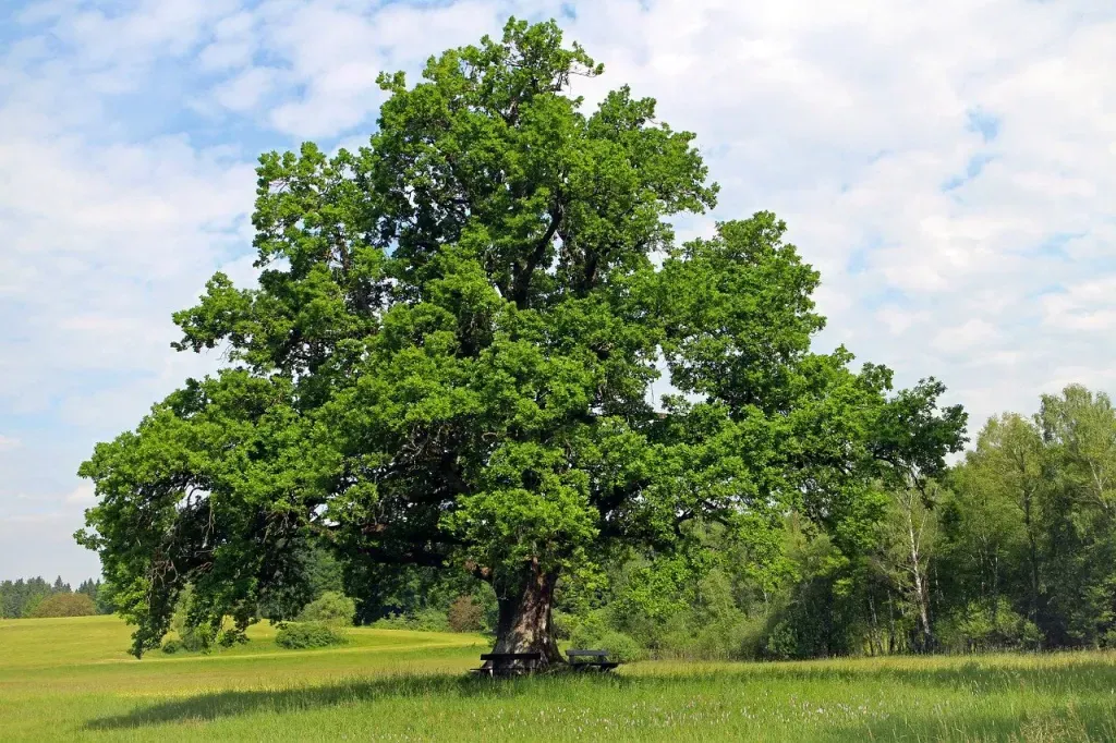 large tree in Chilliwack 