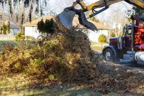 Trees removed from front yard 